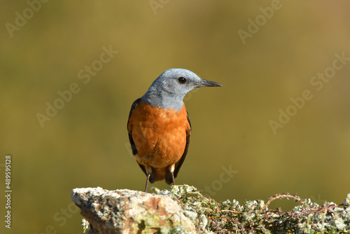 Macho de roquero rojo en primavera