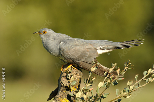 Un cuco en primavera en una encina