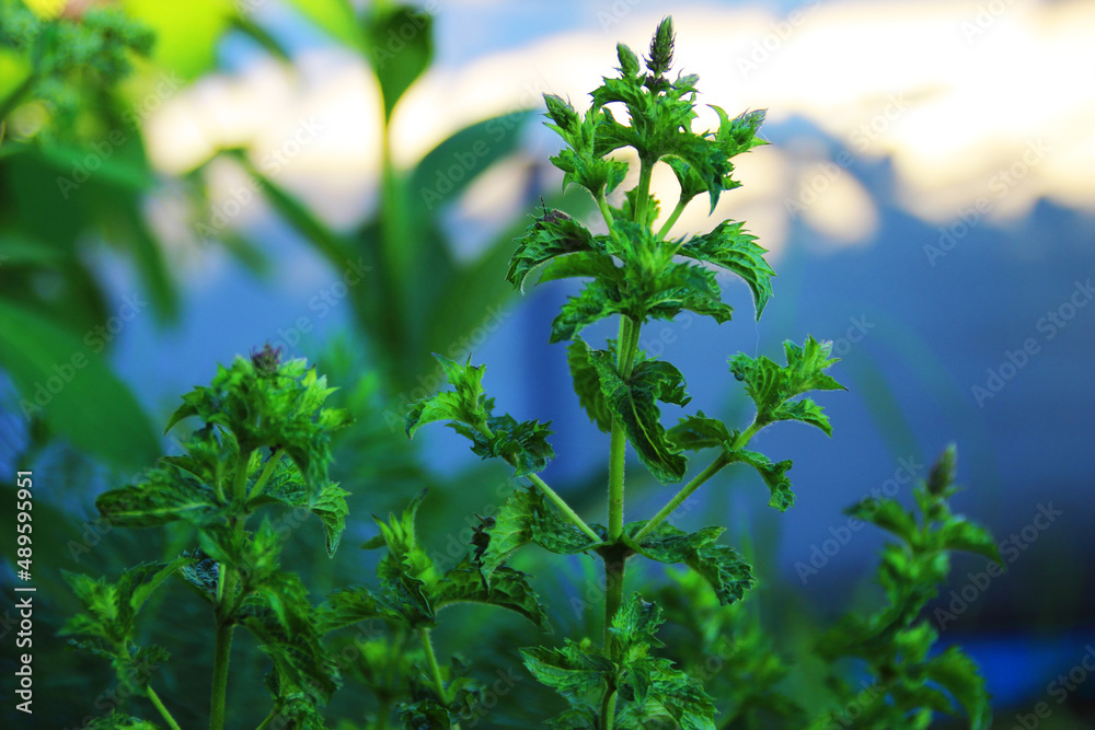 Close-up of aromatic mint plants with greenery and cool colours in the soft background