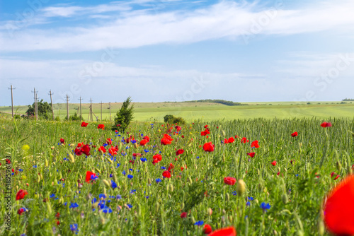 Meadow with cornflowers, poppies and wheat ears.