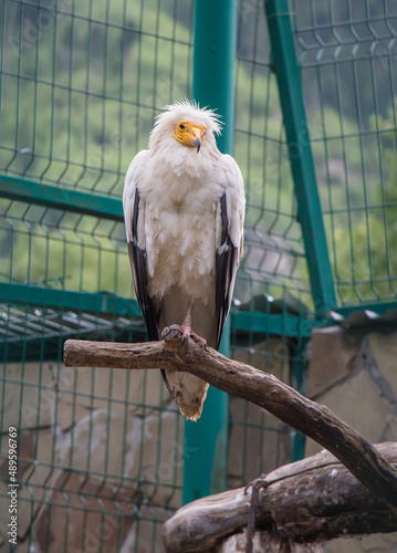 The common vulture sits on the bough of a tree in a zoo.