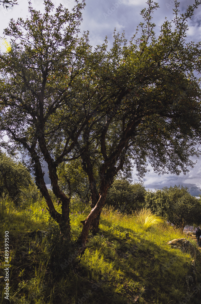 trees in the forest