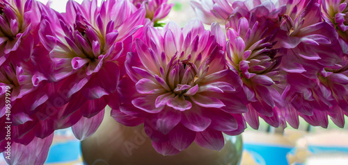 Small depth of focus. Red dahlia on a green background.banner for advertising.