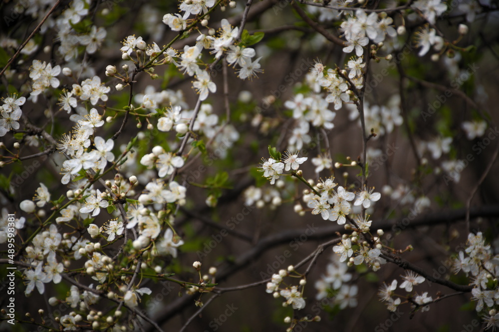 blooming tree in spring blooming tree in spring