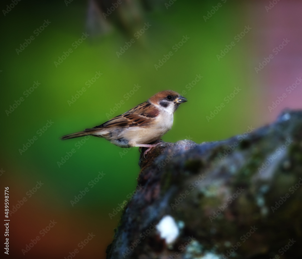 Garden sparrow. Garden sparrow. Garden sparrow. Garden sparrow.