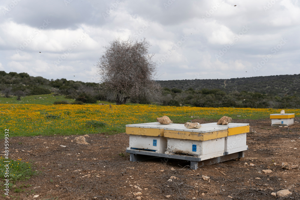 Beehives in the wild while flowering wildflowers and more Beehives in the wild while flowering wildflowers and more