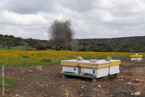 Beehives in the wild while flowering wildflowers and more