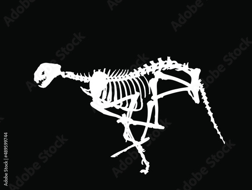 Cheetah skeleton vector silhouette illustration isolated on black background. Predator fossil symbol in museum of science and biology. Acinonyx jubatus. Big cat, fastest animal on planet. Panther run. © dovla982