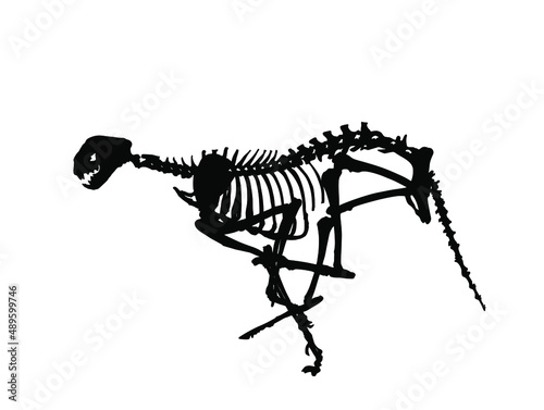 Cheetah skeleton vector silhouette illustration isolated on white background. Predator fossil symbol in museum of science and biology. Acinonyx jubatus. Big cat, fastest animal on planet. Panther run.