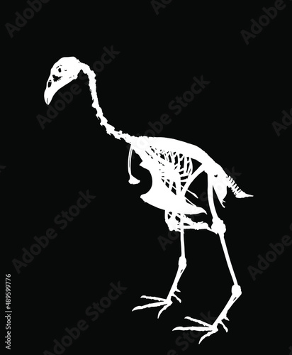 Sparrow hawk vector silhouette illustration isolated on black background. Bird skeleton body structure symbol. Anatomy and biology science object. Sparrowhawk shape.