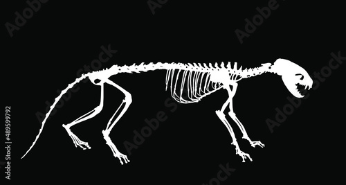Marten skeleton vector silhouette illustration isolated on black background. Predator fossil symbol in museum of science and biology. Musteline martes sign shape.