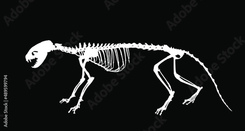 Marten skeleton vector silhouette illustration isolated on black background. Predator fossil symbol in museum of science and biology. Musteline martes sign shape.