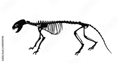 Marten skeleton vector silhouette illustration isolated on white background. Predator fossil symbol in museum of science and biology. Musteline martes sign shape.
