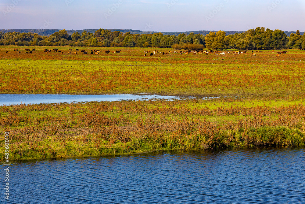 Poland. The Warta Mouth National Park. Overflow area of the Postomka River and Warta River
