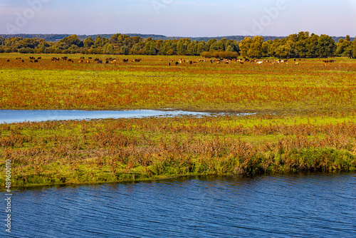 Obraz na płótnie Poland. The Warta Mouth National Park. Overflow area of the Postomka River and Warta River w salonie