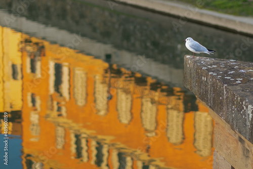 A seagull near the Arno river with building reflected on water in Florence, Italy