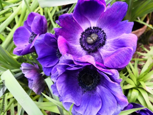 Anemone