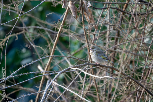 Finch bird on a branch