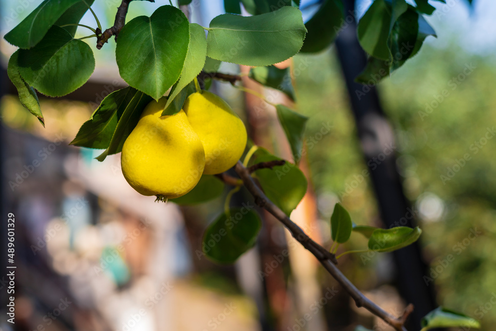 Two pears hang on a tree branch. Selective focus on a pear against the backdrop of beautiful bokeh Two pears hang on a tree branch. Selective focus on a pear against the backdrop of beautiful bokeh