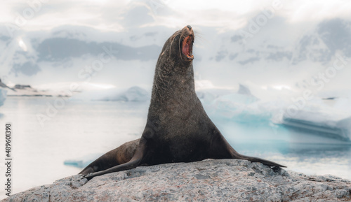 Antarctica, the White Continent 