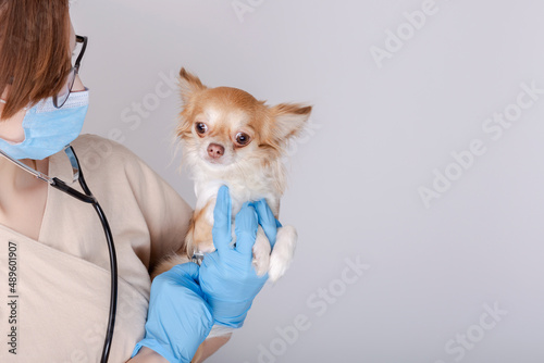 Wallpaper Mural Chihuahua dog examined by a veterinarian. Veterinary doctor woman holding a little dog on white background. Veterinary medicine. Copy space Torontodigital.ca