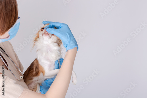 Wallpaper Mural Chihuahua dog examined by a veterinarian. Veterinary doctor woman holding a little dog and examined dog's teeth on white background. Veterinary medicine. Copy space Torontodigital.ca