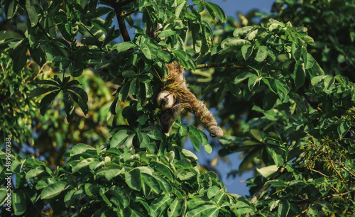 Jungles of Costa Rica