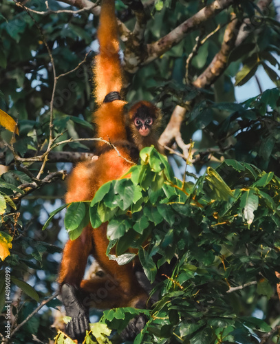 Jungles of Costa Rica