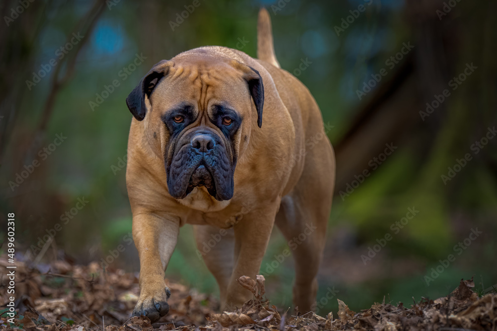 2022-02-26 LARGE BULLMASTIFF WALKING STRAIGHT INTO THE FRAME IN THE WOODS WITH NICE EYES AND A BLURRY BACKGROUND