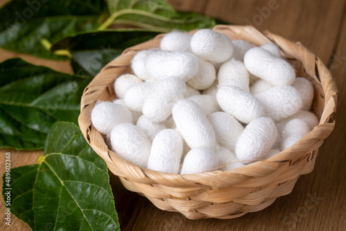 White silkworm cocoons bark. It is the source of silk thread and silk fabric photo