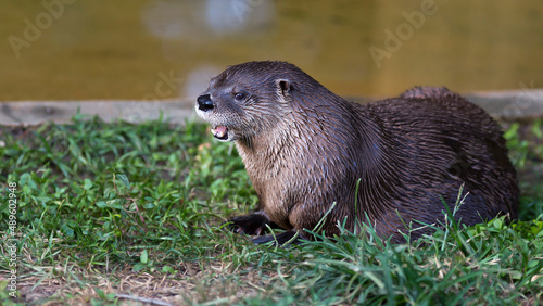 North American river otter resting in the grass next to a stream