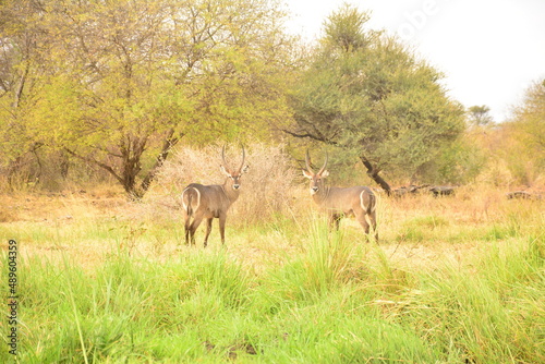Photography waterbucks in Kenya