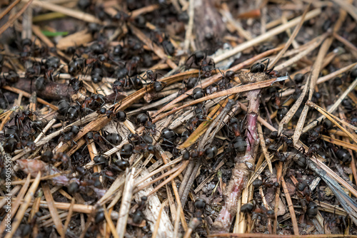 Ants on a mound, Formicidae, a large family of ants stacking up. Very hardworking, little insects. Ant in the forest, ant mound