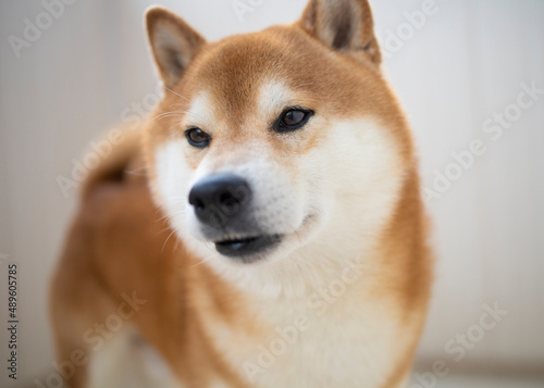 fluffy red dog Shiba Inu stands in a bright room, during the day. Games, dog training, problems of raising purebred dogs. Shiba portrait