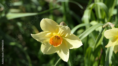 Bunch of Beautiful Dick Wilden Daffodils growing in a garden in UK