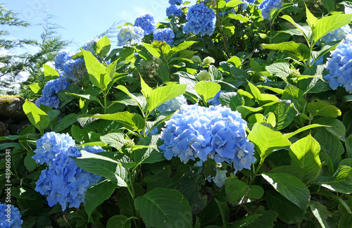 Beautiful Hydrangea bushes in bloom in a garden in UK photo