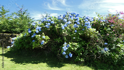 Fototapeta Naklejka Na Ścianę i Meble -  Beautiful Hydrangea bushes in bloom in a garden in UK