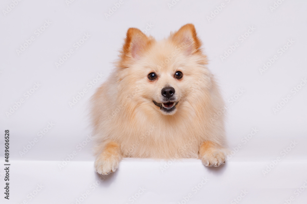 Portrait of cute puppy purebred pomeranian spitz. Little smiling dog spitz on gray background. Free space for text. Dog for advertising tape. Playful pet close-up.