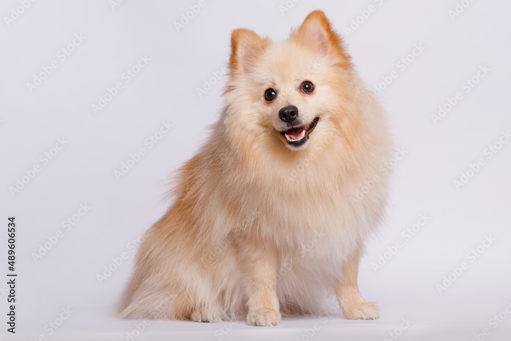 Portrait of cute puppy purebred pomeranian spitz. Little smiling dog spitz on gray background. Free space for text. Dog for advertising tape. Playful pet close-up. Portrait of cute puppy purebred pomeranian spitz. Little smiling dog spitz on gray background. Free space for text. Dog for advertising tape. Playful pet close-up.