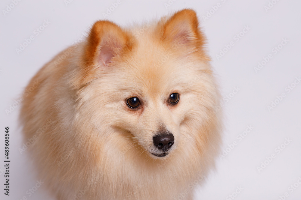 Portrait of cute puppy purebred pomeranian spitz. Little smiling dog spitz on gray background. Free space for text. Dog for advertising tape. Playful pet close-up.