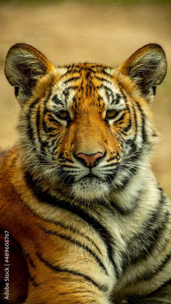 Fototapeta premium Tigre Bebe, Zoológico Guadalajara Jalisco México Retrato animal