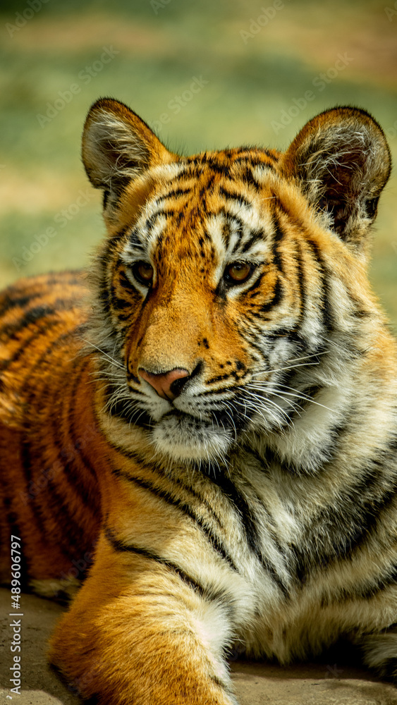 Obraz premium Tigre cachorro de perfil sentado descansando contemplando zoológico Guadalajara jalisco México