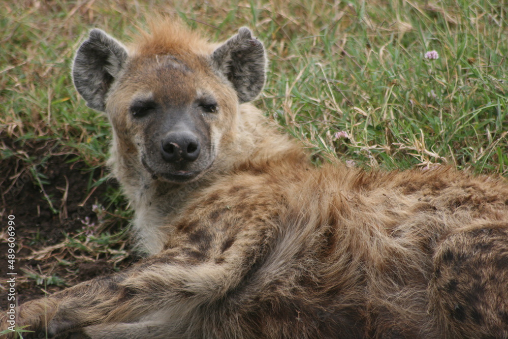 Closeup portrait of a young Spotted Hyena (Crocuta crocuta) resting outside den inside the Ngorongoro Crater, Tanzania. Closeup portrait of a young Spotted Hyena (Crocuta crocuta) resting outside den inside the Ngorongoro Crater, Tanzania.