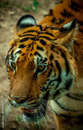 detalle de la cabeza del Tigre zool  gico Guadalajara jalisco M  xico