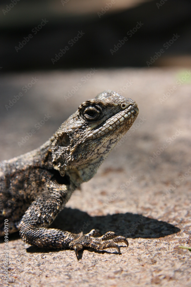 Close-up side on portrait of wild lizard basking in the sun on rocks inside Etosha National Park, Namibia. Close-up side on portrait of wild lizard basking in the sun on rocks inside Etosha National Park, Namibia.
