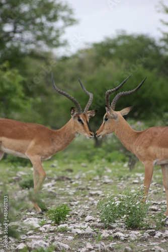 Closeup of two young Springbok (Antidorcas marsupialis) fighting with horns locked Etosha National Park, Namibia.