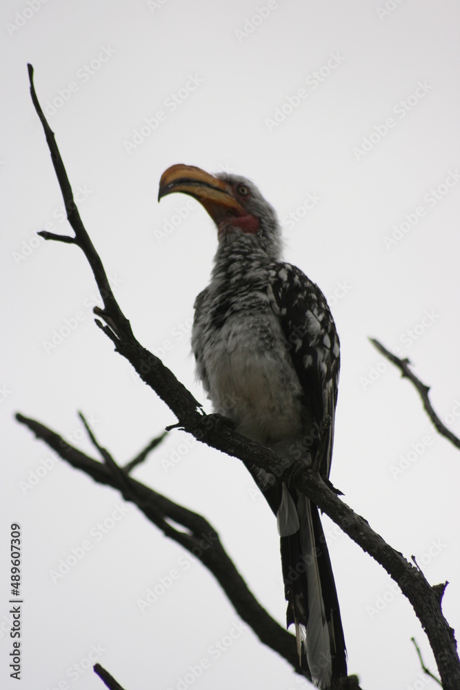 Portrait of a southern yellow-billed hornbill (Tockus leucomelas) sitting in tree inside Etosha National Park, Namibia.
