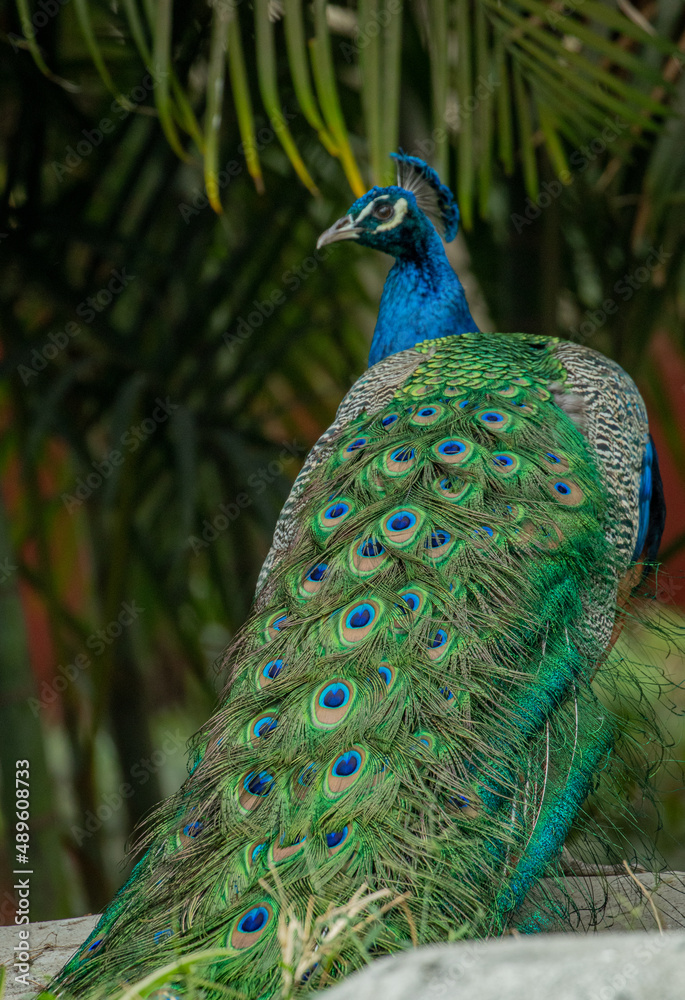 Fototapeta premium pavorel colorido zoológico Guadalajara jalisco México