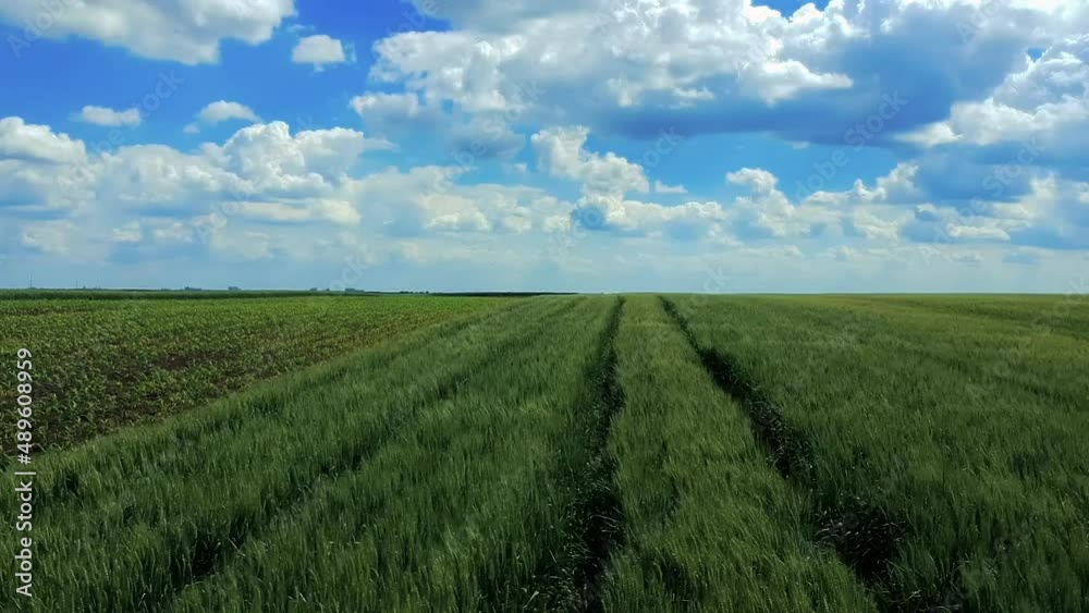 Panning Shot Of Green Agricultural Crops In Springtime - Drone Point Of View. Panning Shot Of Green Agricultural Crops In Springtime - Drone Point Of View.