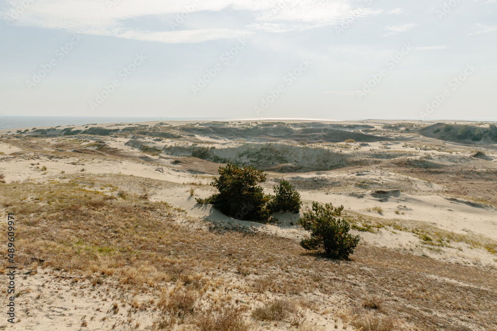 Panoramic view of the golden sand dunes of the Curonian Spit. The coastline of the Baltic Sea, forest belt, shrubs and grass on sand dunes.